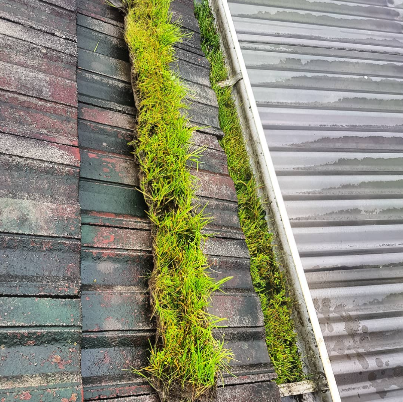 Gutter overgrown with grass and moss on a Melbourne roof
